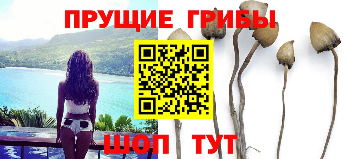 Галлюциногенные грибы Psilocybe Минеральные Воды